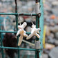 SEA STAR PEARL EARRINGS